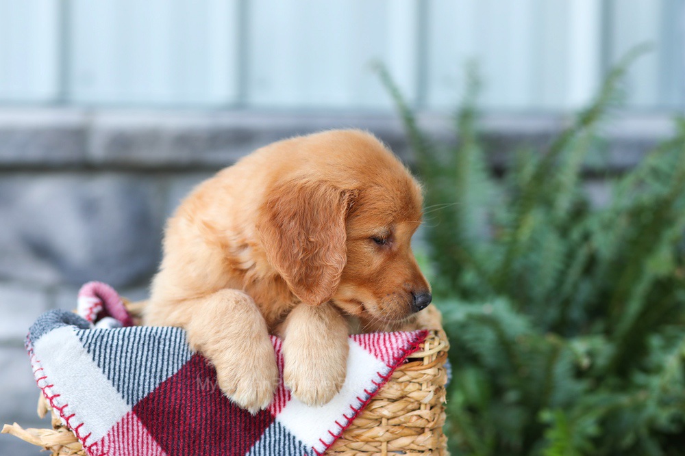 Frodo Image of Frodo, a Golden Retriever puppy