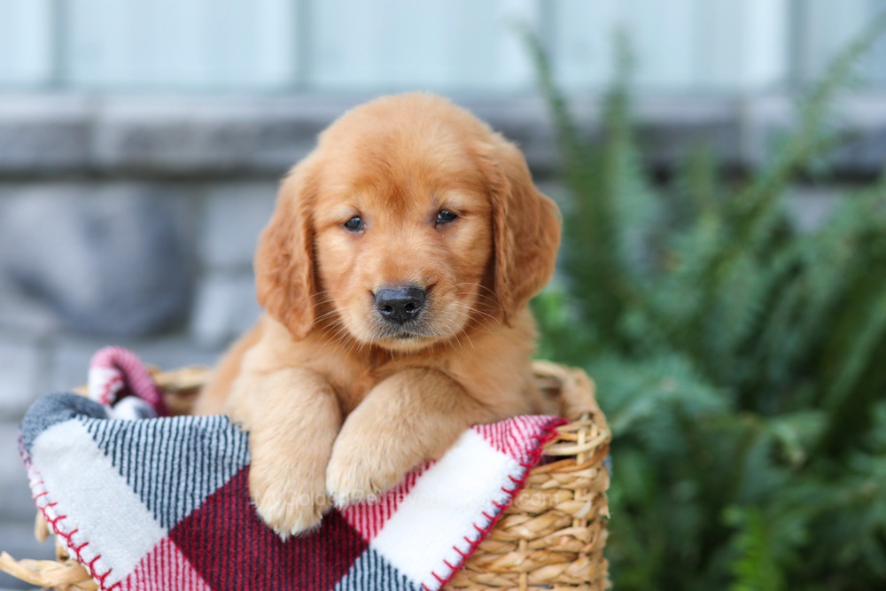 Frodo Image of Frodo, a Golden Retriever puppy