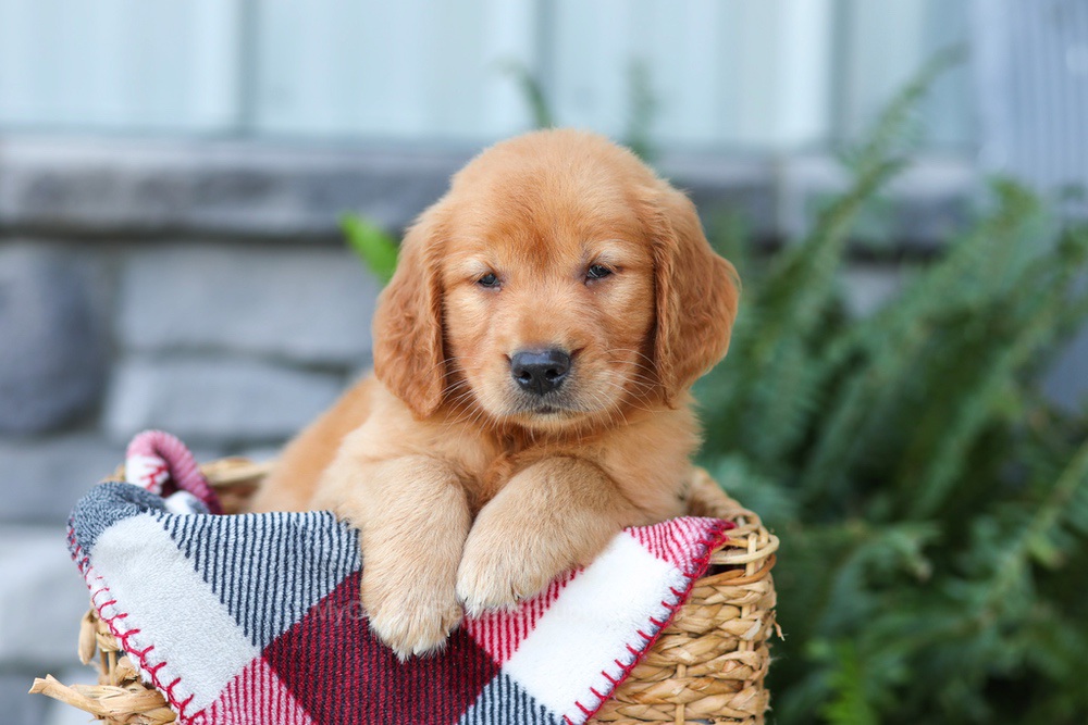 Frodo Image of Frodo, a Golden Retriever puppy