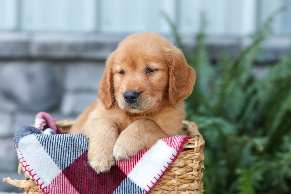 Frodo Image of Frodo, a Golden Retriever puppy