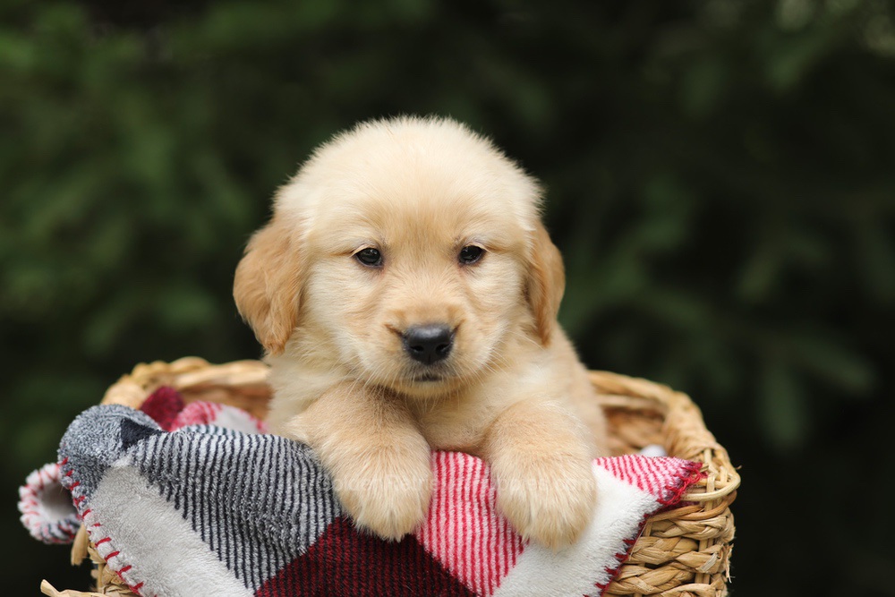 Gandalf Image of Gandalf, a Golden Retriever puppy