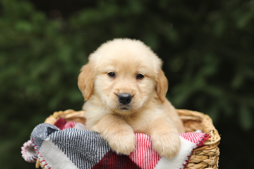 Gandalf Image of Gandalf, a Golden Retriever puppy