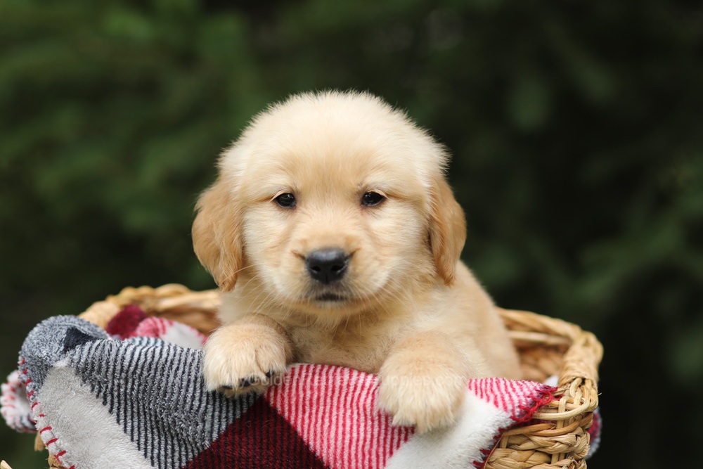 Gandalf Image of Gandalf, a Golden Retriever puppy