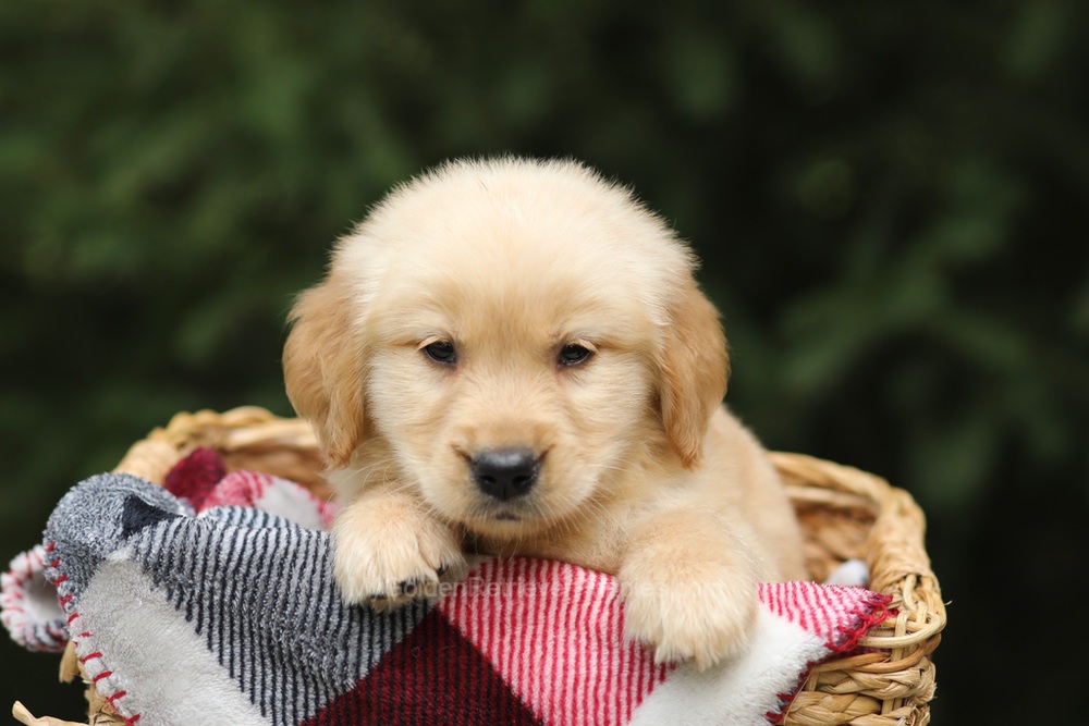 Gandalf Image of Gandalf, a Golden Retriever puppy