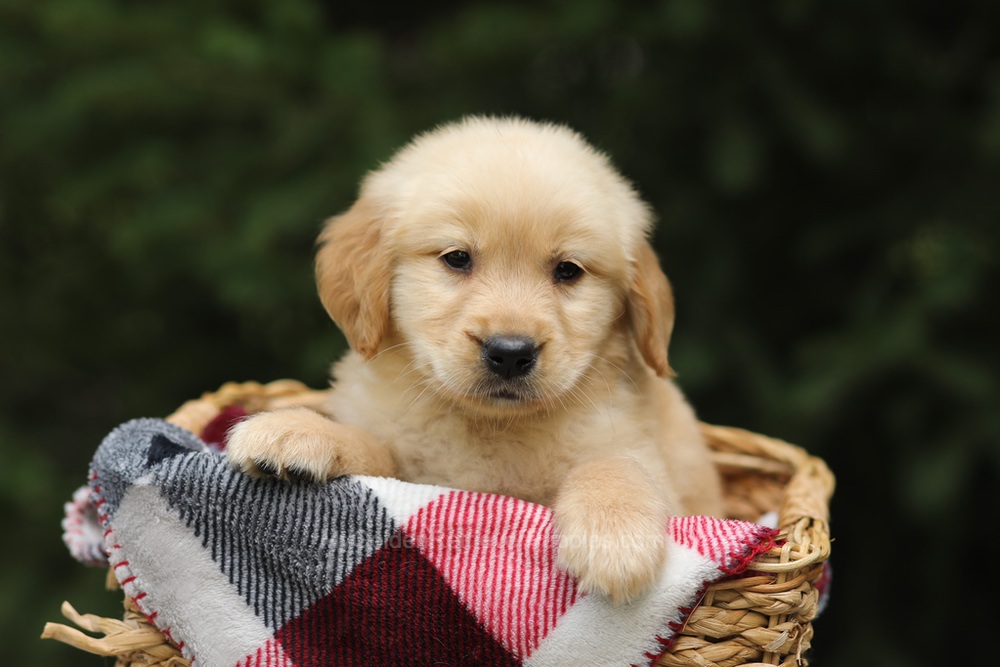 Gandalf Image of Gandalf, a Golden Retriever puppy