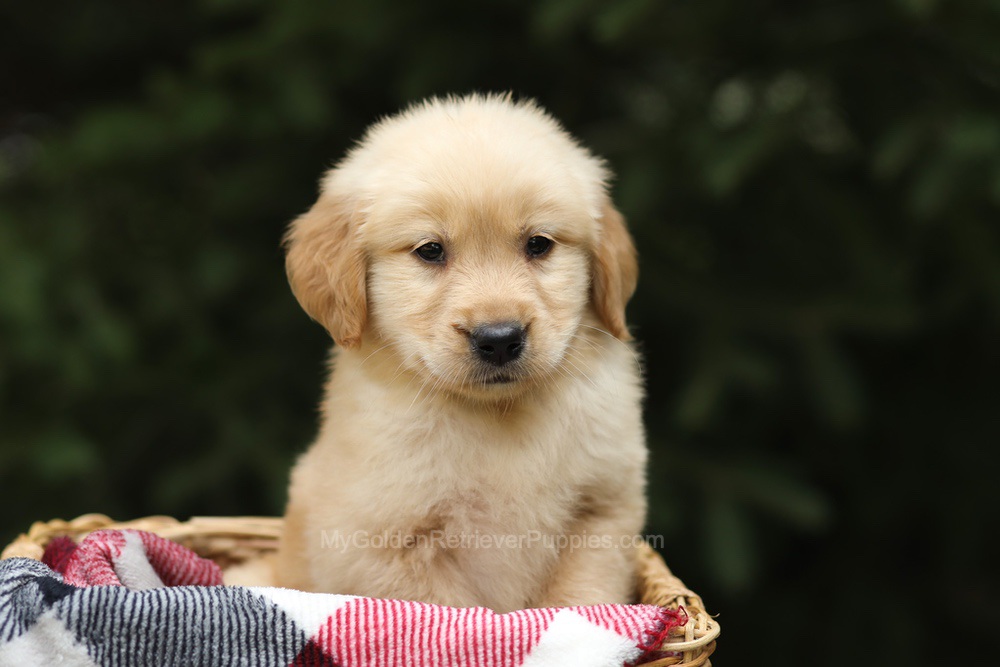 Gandalf Image of Gandalf, a Golden Retriever puppy