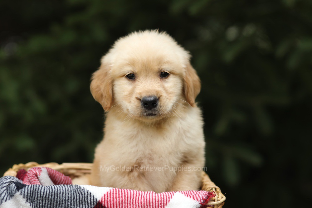 Gandalf Image of Gandalf, a Golden Retriever puppy