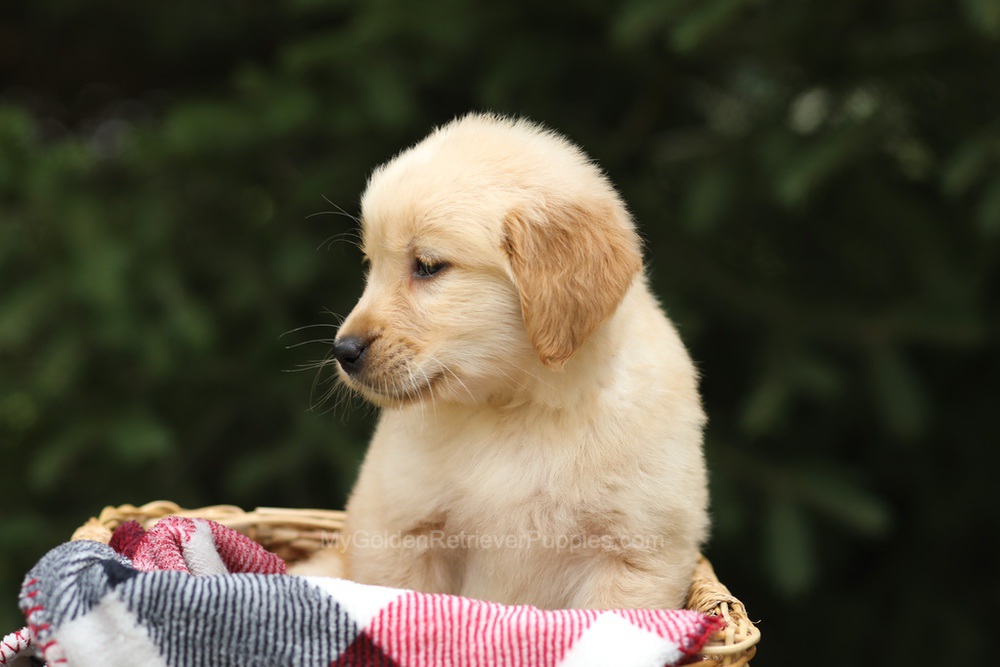 Gandalf Image of Gandalf, a Golden Retriever puppy