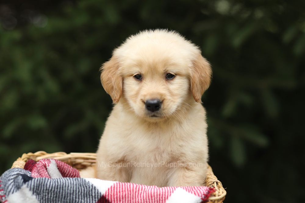 Gandalf Image of Gandalf, a Golden Retriever puppy