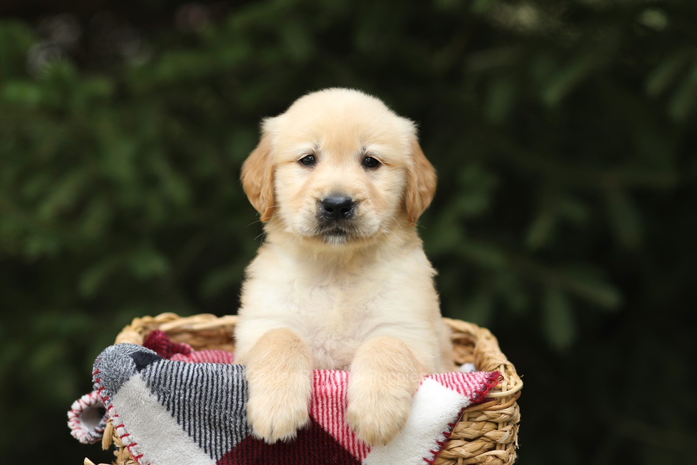 Garth Image of Garth, a Golden Retriever puppy