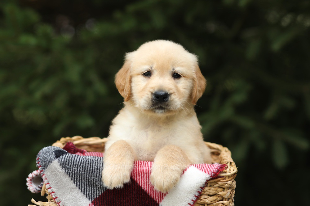 Garth Image of Garth, a Golden Retriever puppy