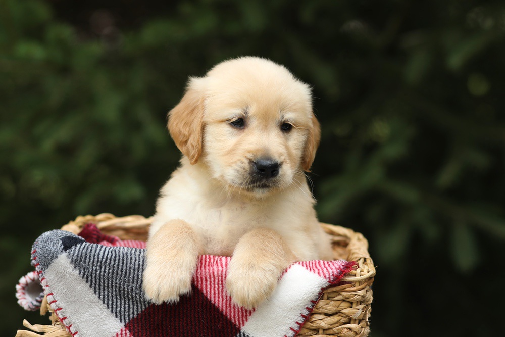 Garth Image of Garth, a Golden Retriever puppy
