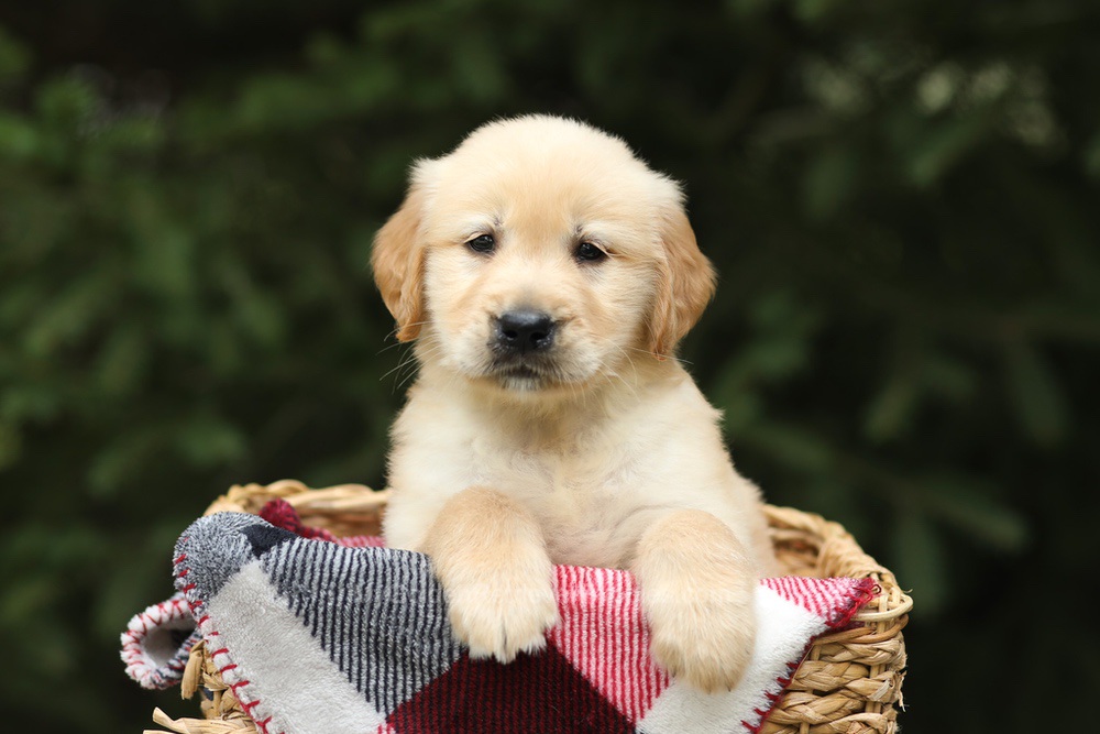 Garth Image of Garth, a Golden Retriever puppy