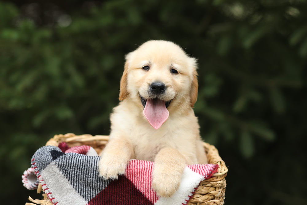 Garth Image of Garth, a Golden Retriever puppy