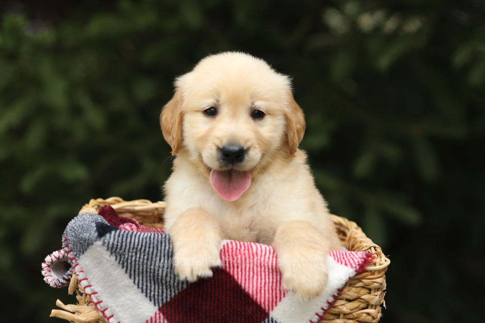 Garth Image of Garth, a Golden Retriever puppy
