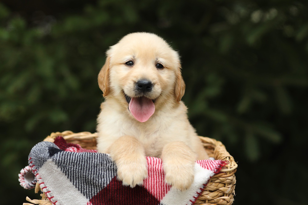 Garth Image of Garth, a Golden Retriever puppy