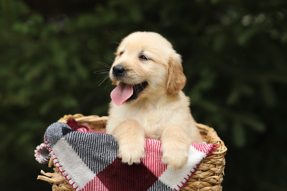 Garth Image of Garth, a Golden Retriever puppy