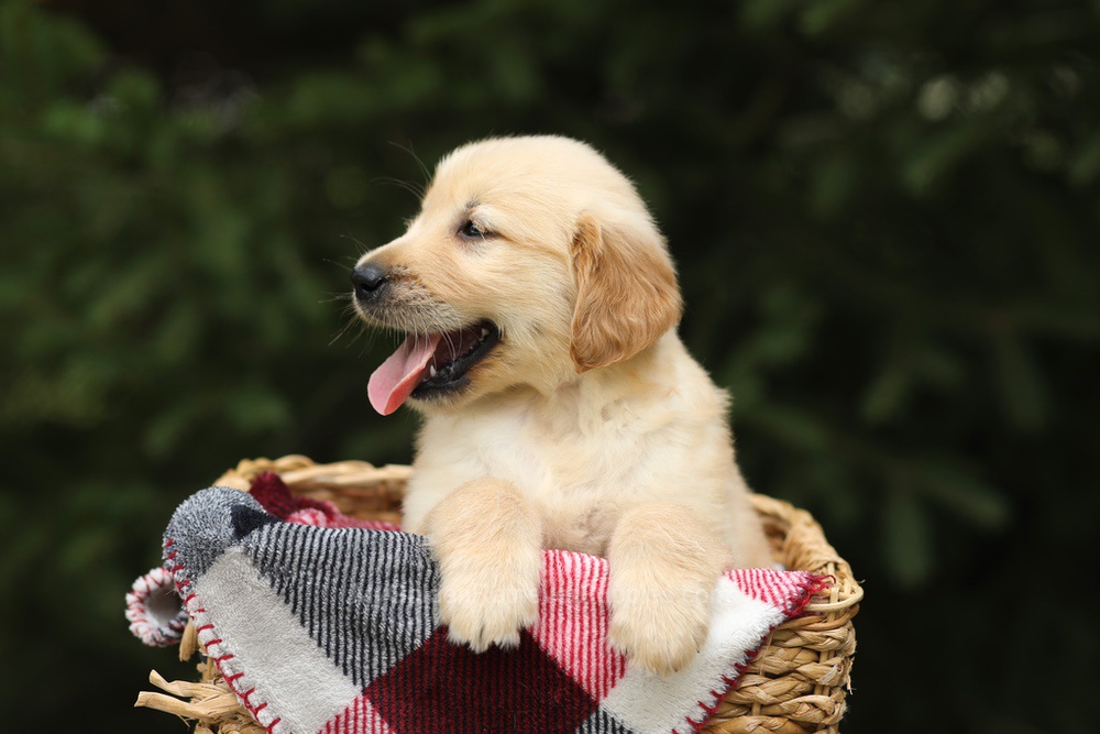 Garth Image of Garth, a Golden Retriever puppy
