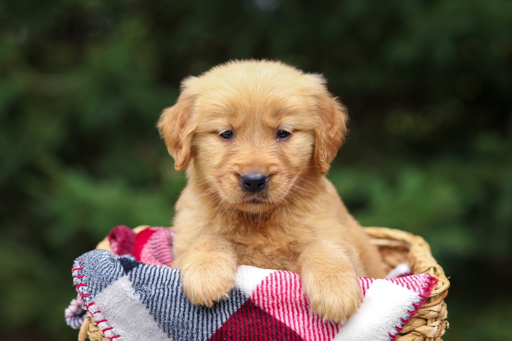 Ginger Image of Ginger, a Golden Retriever puppy