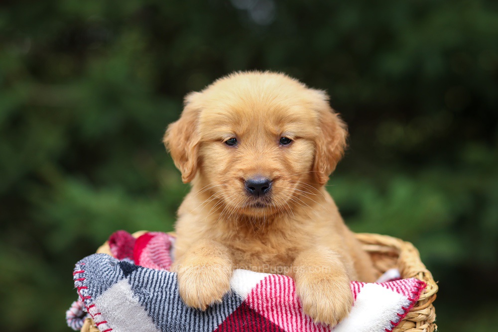 Ginger Image of Ginger, a Golden Retriever puppy
