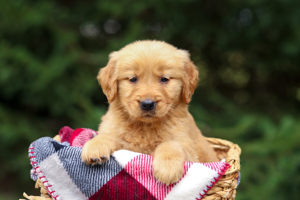 Ginger Image of Ginger, a Golden Retriever puppy