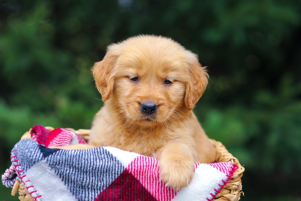 Ginger Image of Ginger, a Golden Retriever puppy