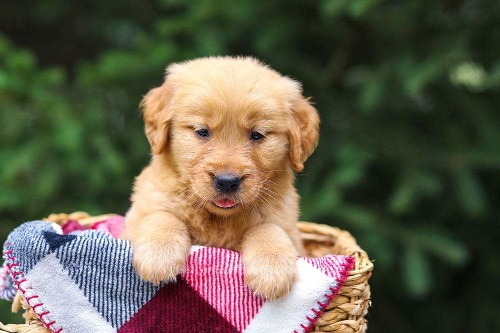 Ginger Image of Ginger, a Golden Retriever puppy
