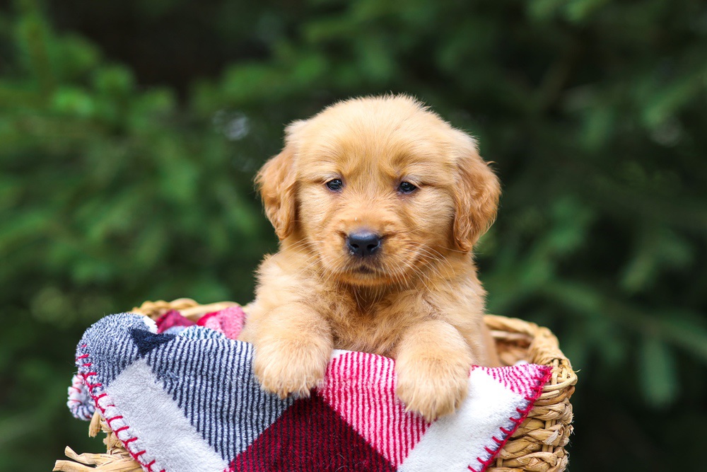 Ginger Image of Ginger, a Golden Retriever puppy
