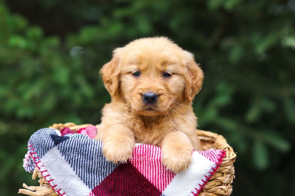 Ginger Image of Ginger, a Golden Retriever puppy