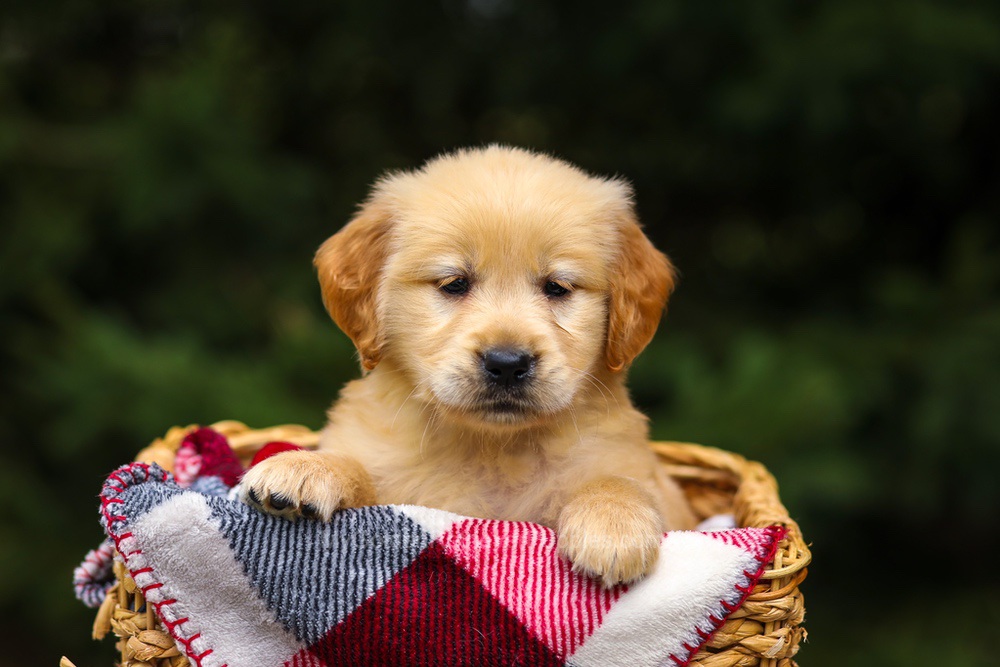 Gloria Image of Gloria, a Golden Retriever puppy
