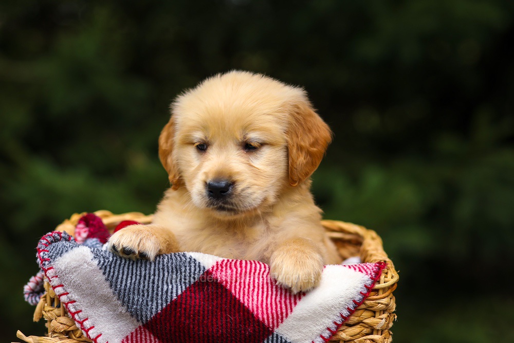 Gloria Image of Gloria, a Golden Retriever puppy