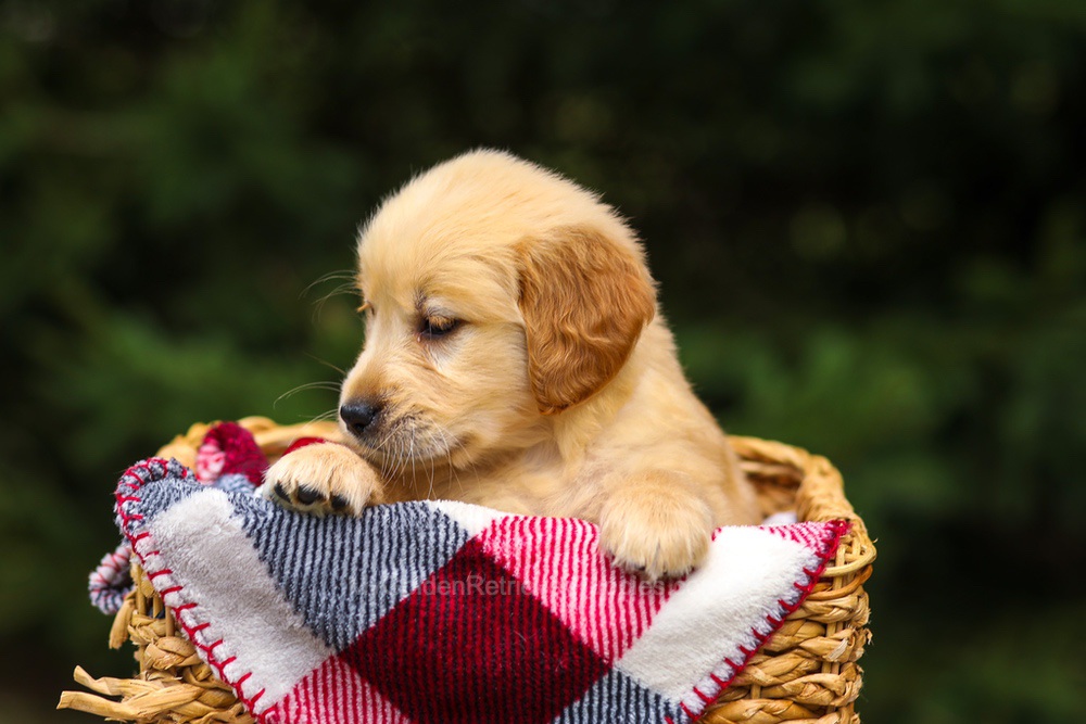 Gloria Image of Gloria, a Golden Retriever puppy