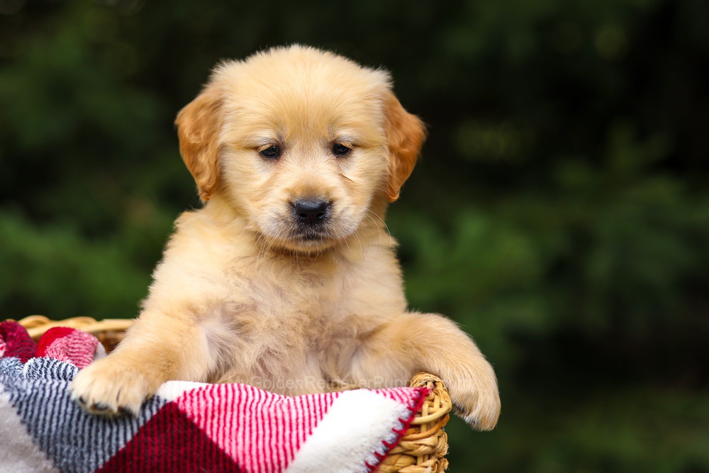 Gloria Image of Gloria, a Golden Retriever puppy