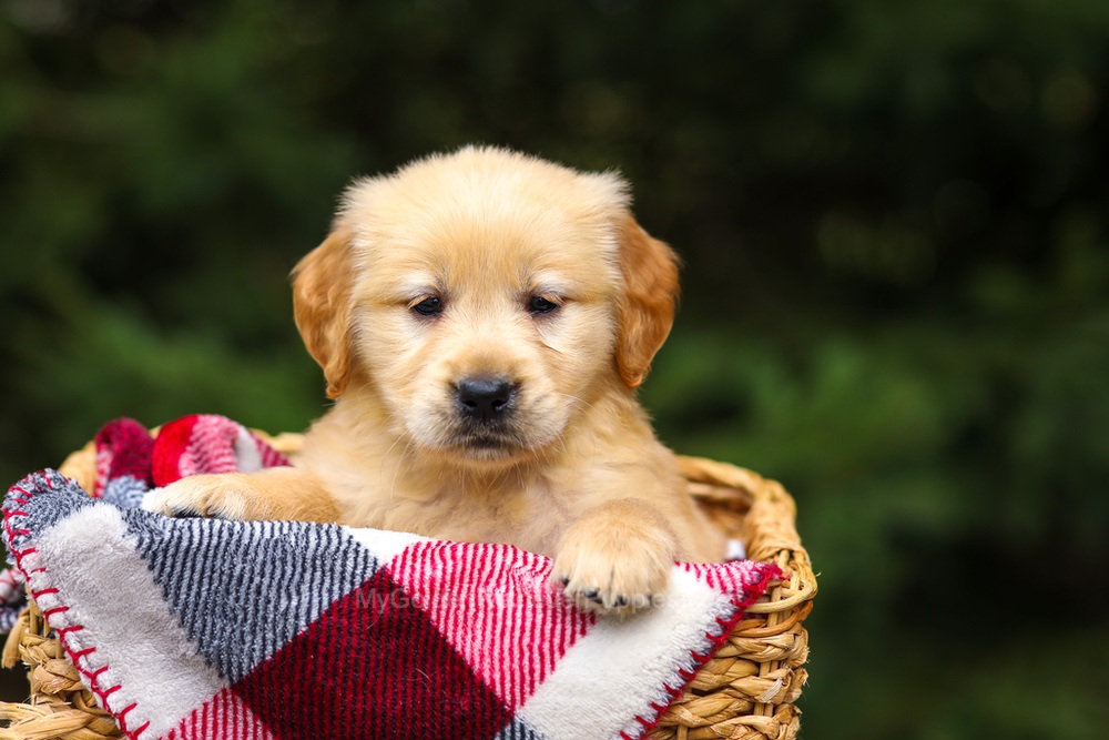 Gloria Image of Gloria, a Golden Retriever puppy