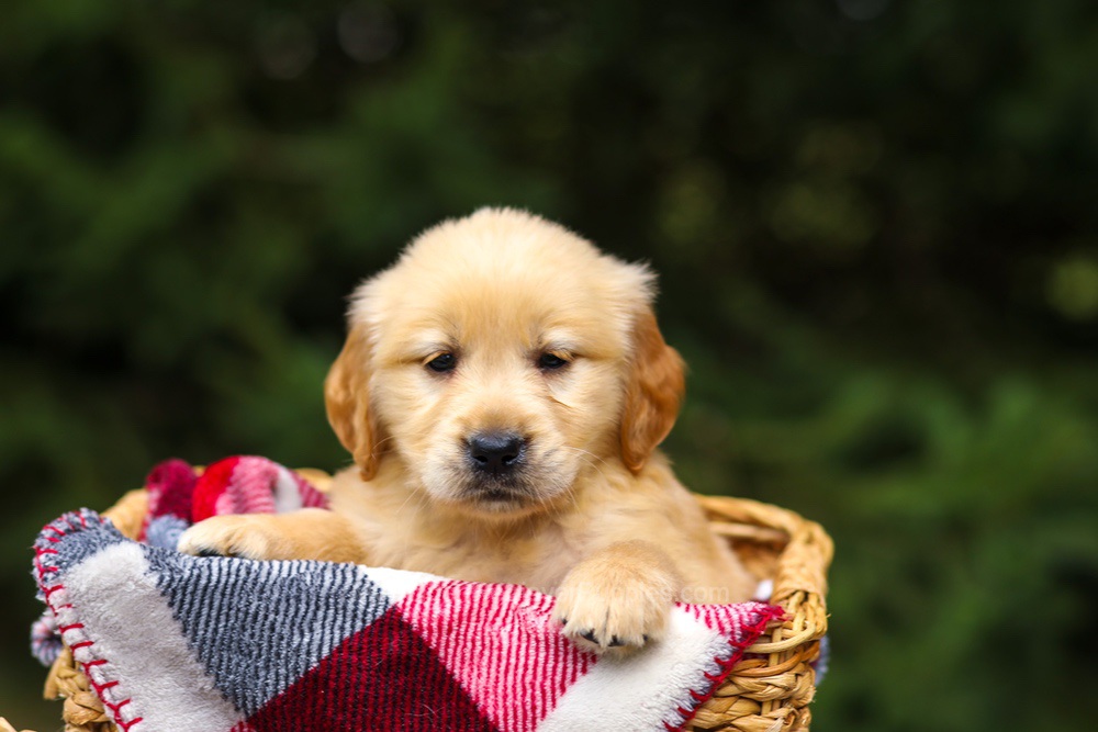 Gloria Image of Gloria, a Golden Retriever puppy