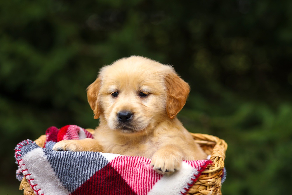 Gloria Image of Gloria, a Golden Retriever puppy
