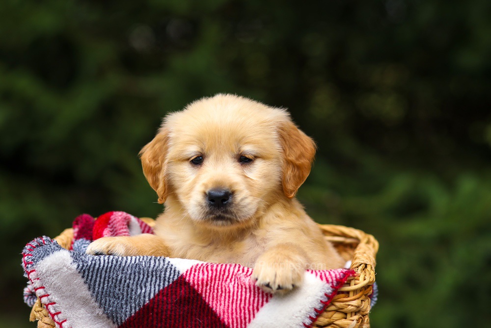 Gloria Image of Gloria, a Golden Retriever puppy