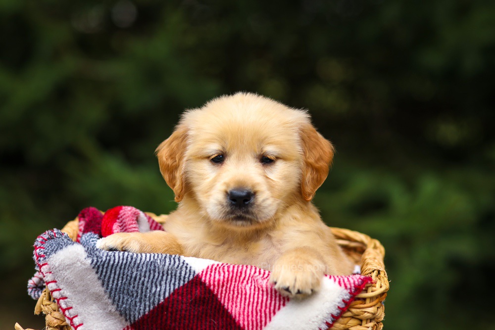 Gloria Image of Gloria, a Golden Retriever puppy