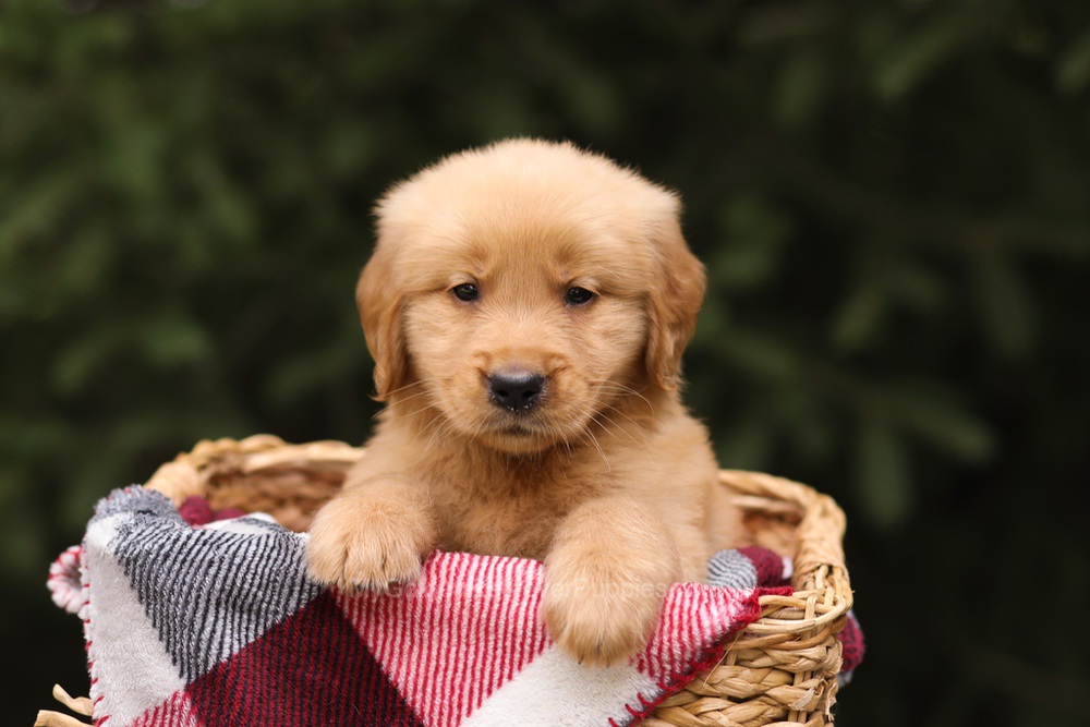 Grant Image of Grant, a Golden Retriever puppy