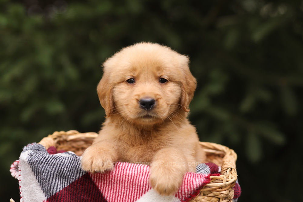 Grant Image of Grant, a Golden Retriever puppy