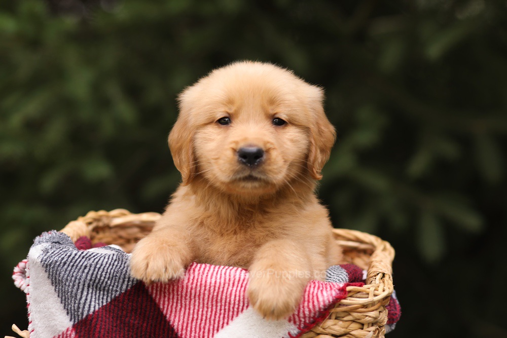 Grant Image of Grant, a Golden Retriever puppy