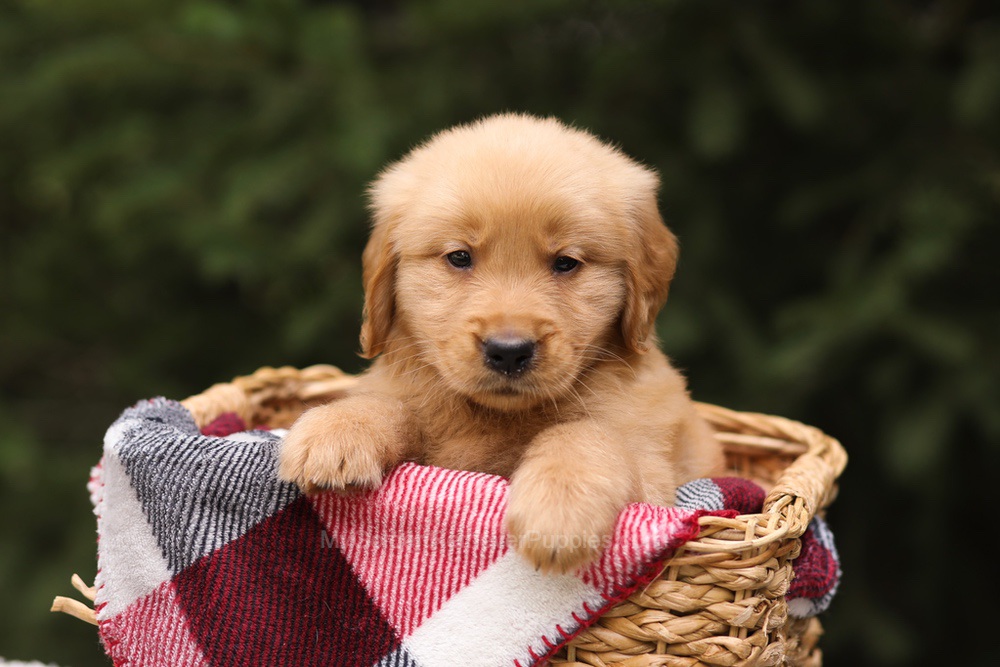 Grant Image of Grant, a Golden Retriever puppy