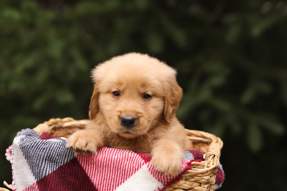 Grant Image of Grant, a Golden Retriever puppy