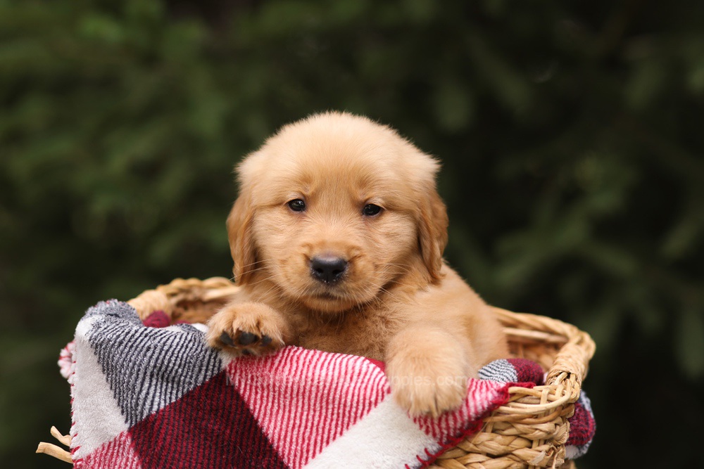 Grant Image of Grant, a Golden Retriever puppy