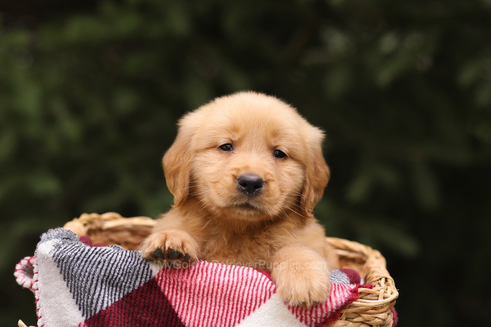 Grant Image of Grant, a Golden Retriever puppy