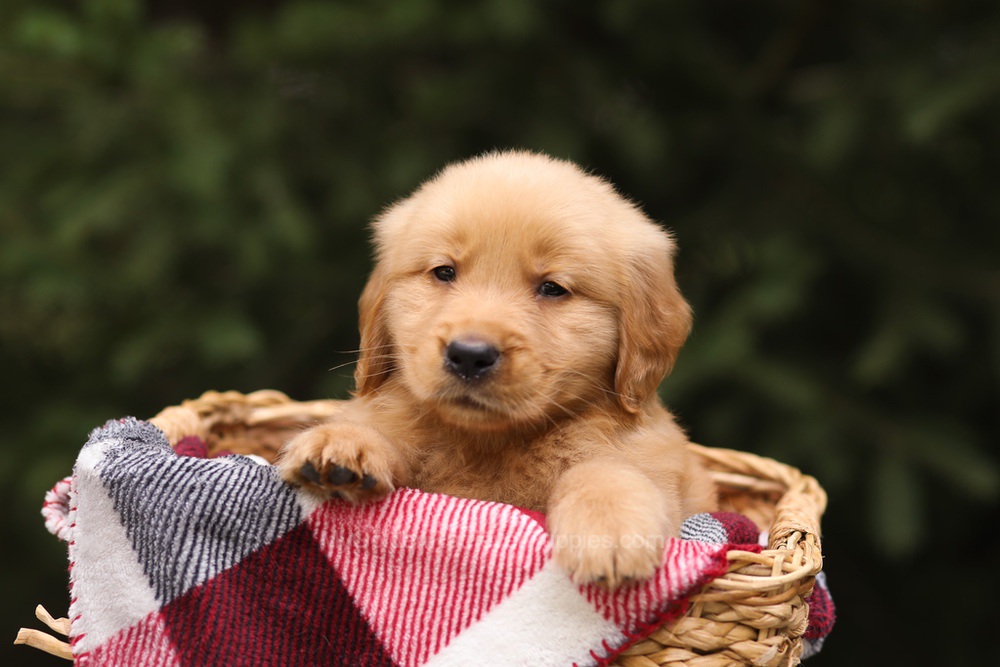 Grant Image of Grant, a Golden Retriever puppy