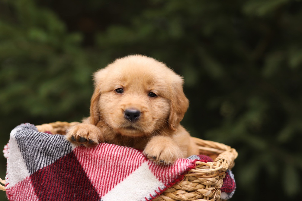 Grant Image of Grant, a Golden Retriever puppy