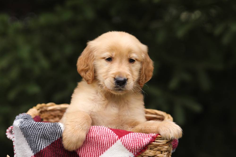 Gregory Image of Gregory, a Golden Retriever puppy