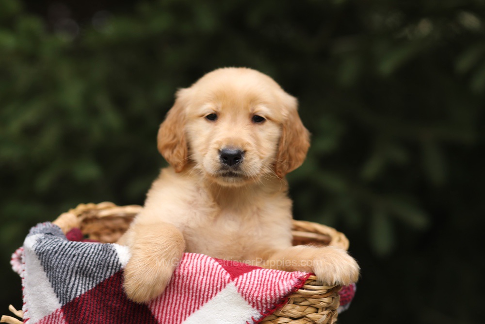 Gregory Image of Gregory, a Golden Retriever puppy