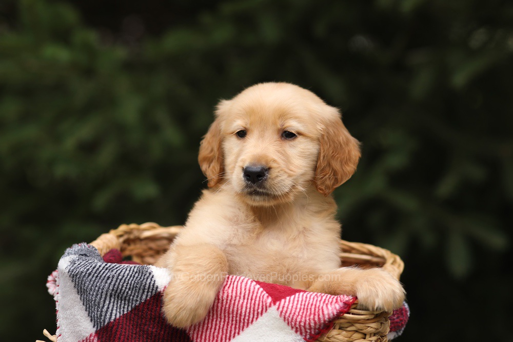 Gregory Image of Gregory, a Golden Retriever puppy